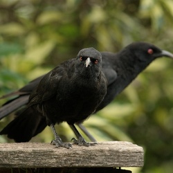 White-winged Chough