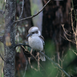 Kookaburra