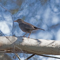 Blackbird