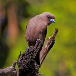 Dusky Woodswallow