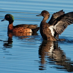 Chestnut Teal