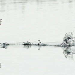 Hoary-headed Grebe