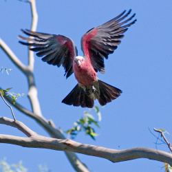 Galah