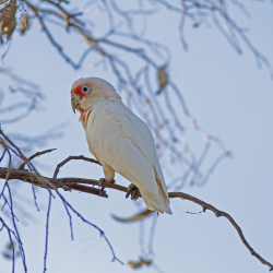 Long-billed Corella