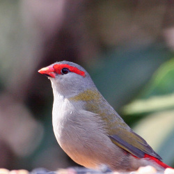 Red-browed Finch