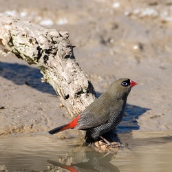 Beautiful Firetail