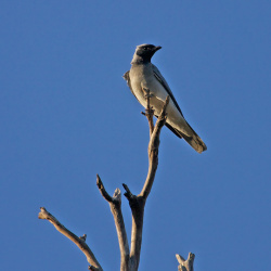 Black-faced Cuckooshrike