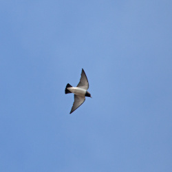 White-breasted