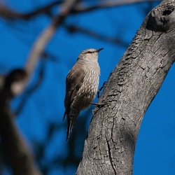 Brown Treecreeper