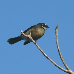 Grey Fantail