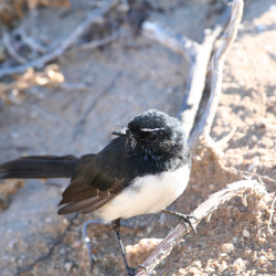 Willie Wagtail