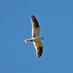 Black-shouldered Kite