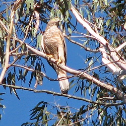 Brown Goshawk