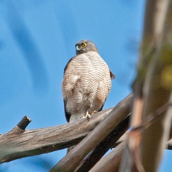 Sparrowhawk