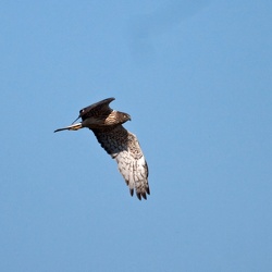 Swamp Harrier