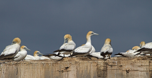 gannets