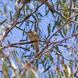 Rufous Songlark