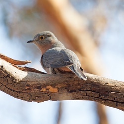 Pallid Cuckoo