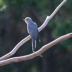 Fan-tailed Cuckoo