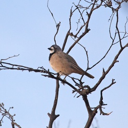 Crested Bellbird