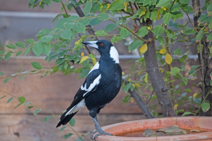 magpie-IMG 2655