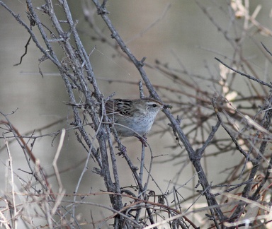 Little-Grassbird-IMG 2863