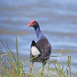 Purple Swamphen