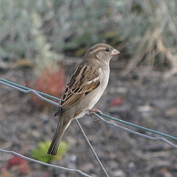 House Sparrow