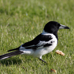 Pied Butcherbird