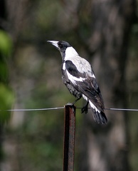 magpie-wb