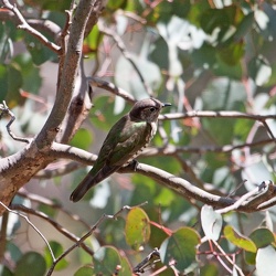 Shining Bronze Cuckoo