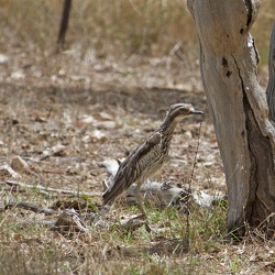 Bush Stone-curlew