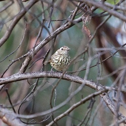 Speckled Warbler