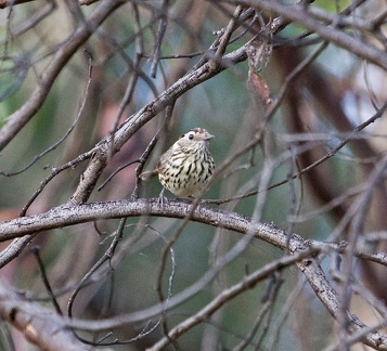 speckled-warbler-Edit