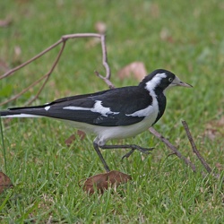 Magpie Lark