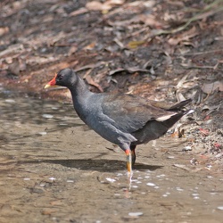 Dusky Moorhen