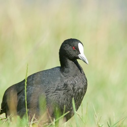 Eurasian Coot