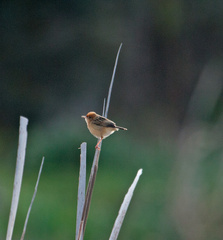 cisticola-IMG 3363