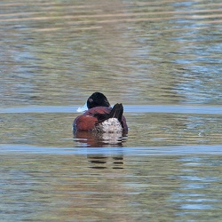 Blue-billed Duck