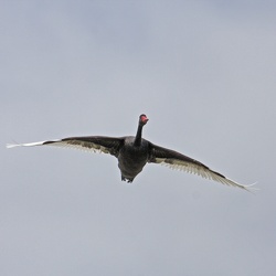 Black Swan