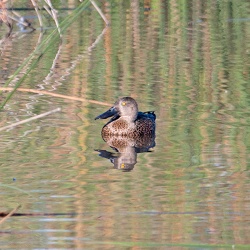 Australasian Shoveler