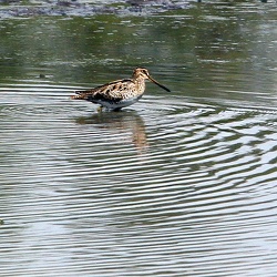 Bar-tailed Godwit