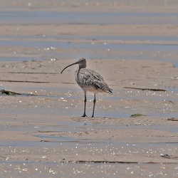 Eastern Curlew