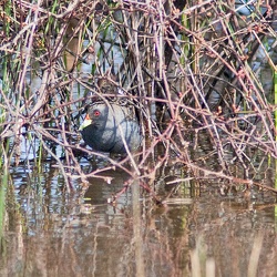 Spotted Crake