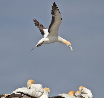 gannet-IMG 5181