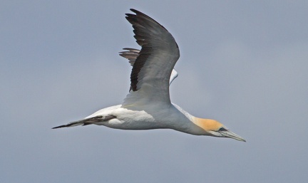 gannet-IMG 5250