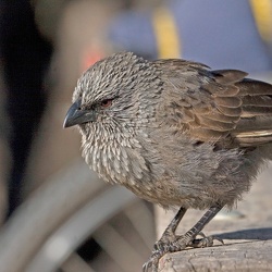 Apostlebird