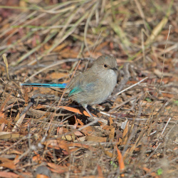 Splendid Fairy Wren