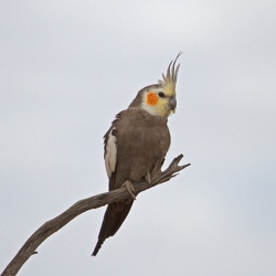 Cockatiel