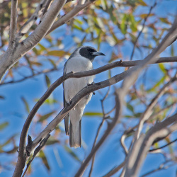 Masked Woodswallow